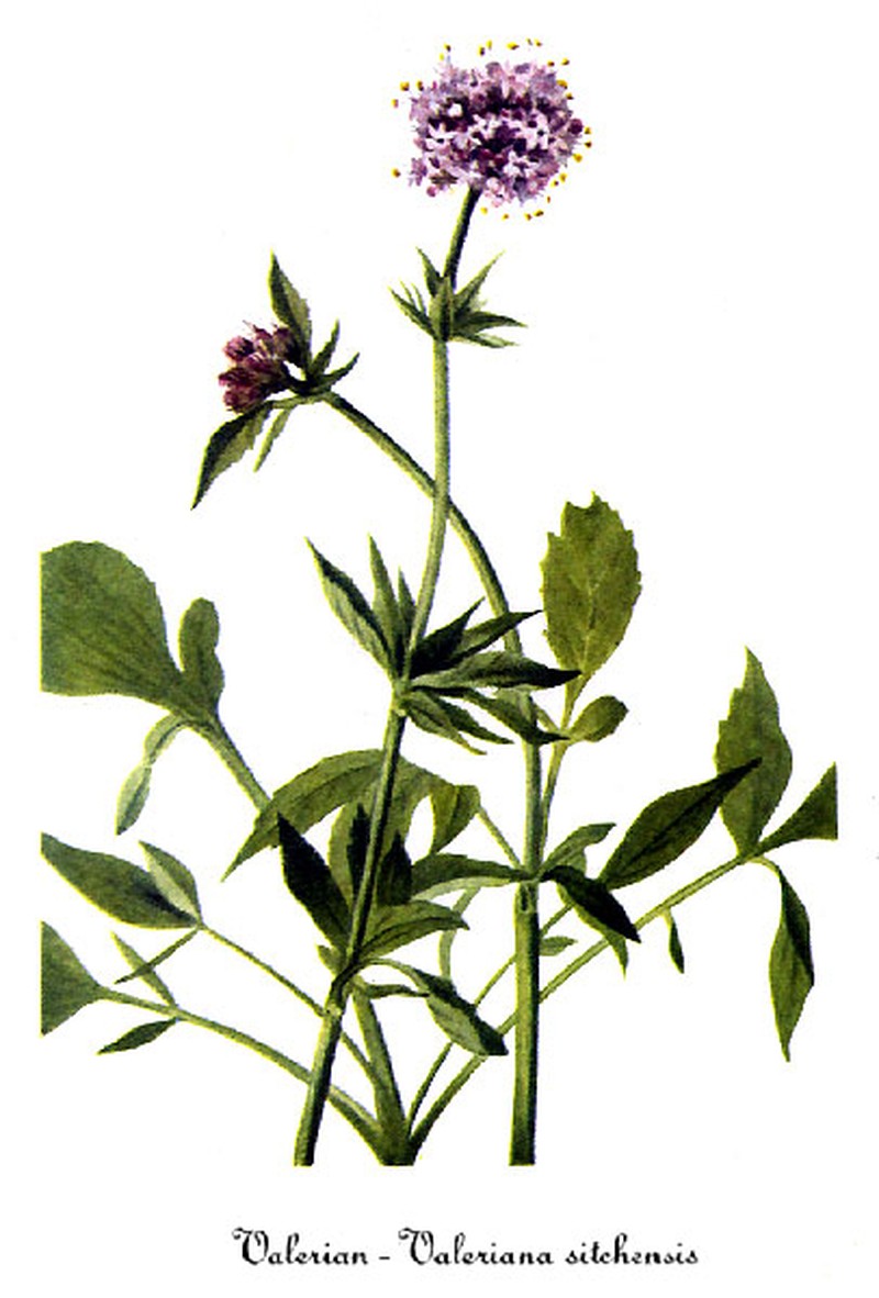 Sitka Valerian photo 2