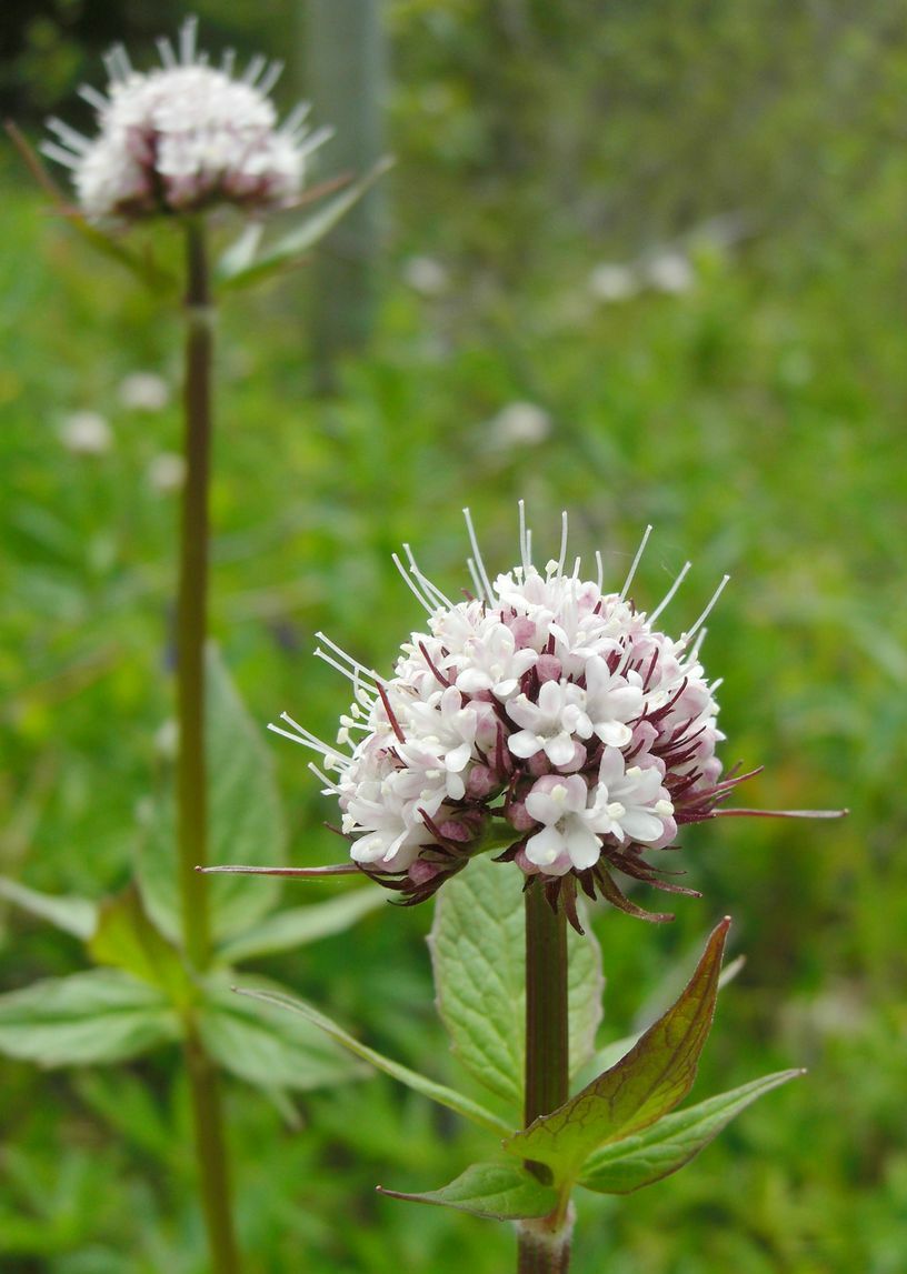 Sitka Valerian