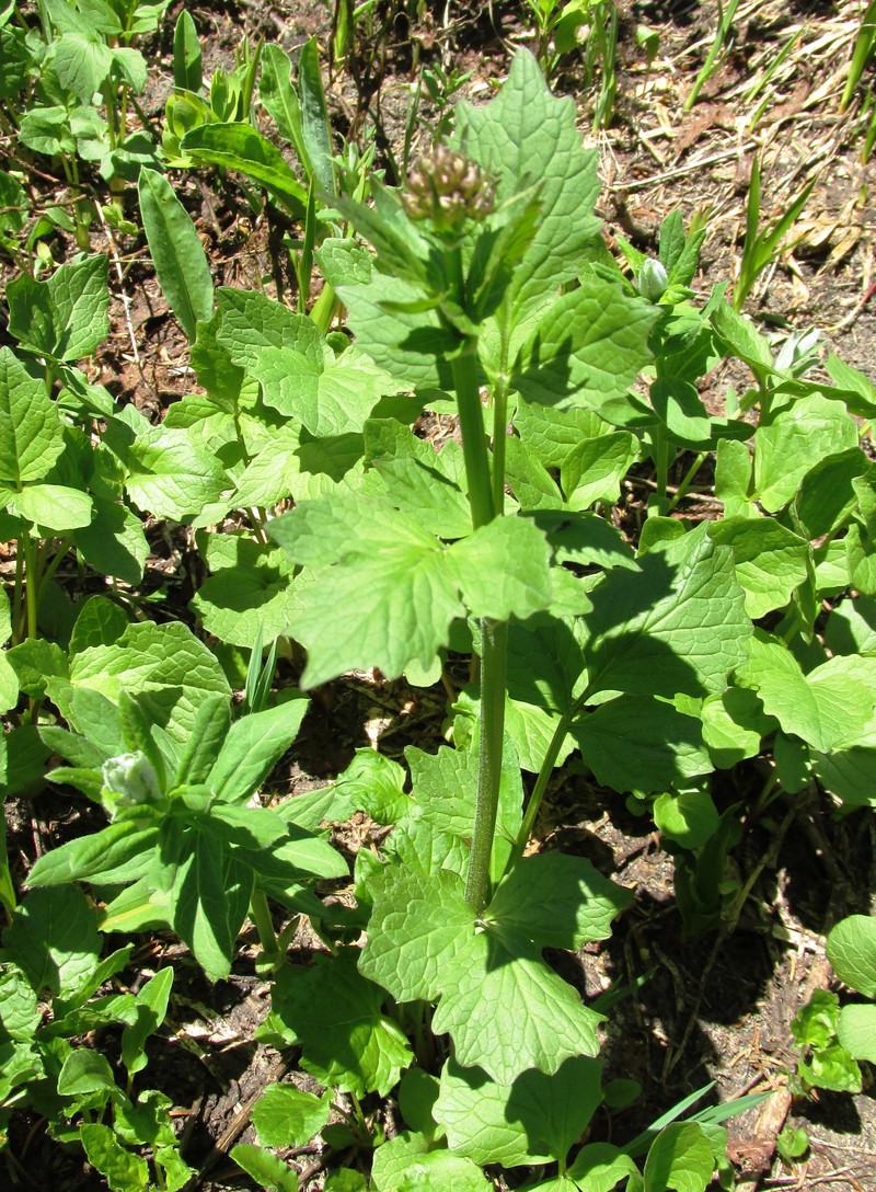 Sitka Valerian photo 3