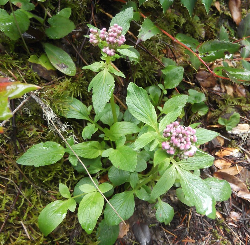 Sitka Valerian photo 4