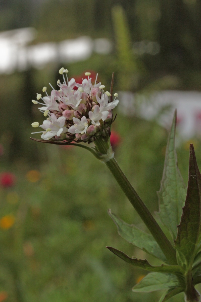 Sitka Valerian photo 5