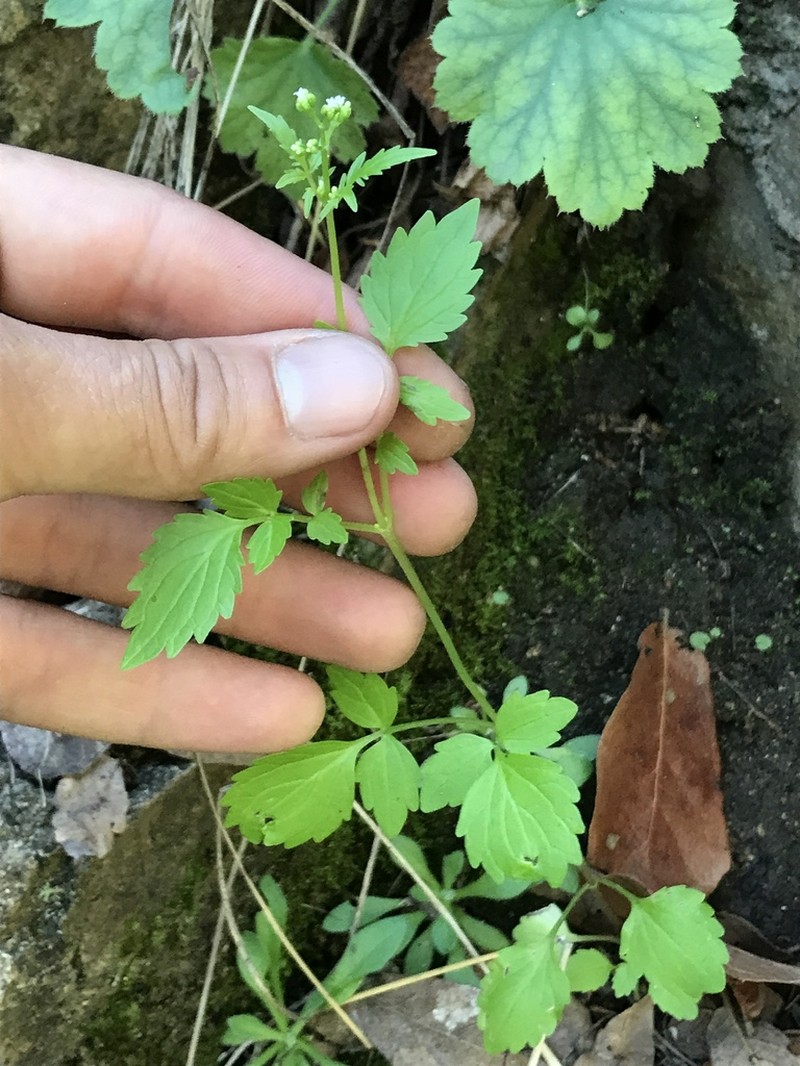Pineland Valerian photo 2