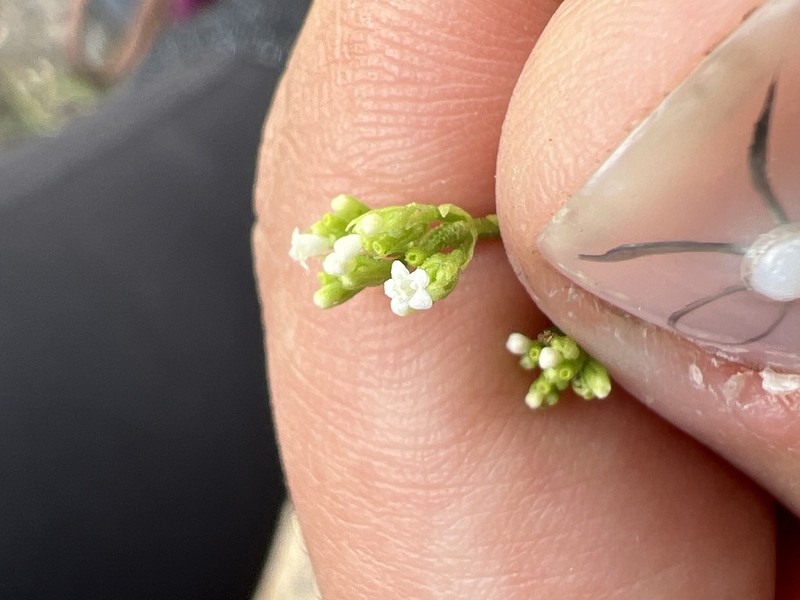 Pineland Valerian photo 3