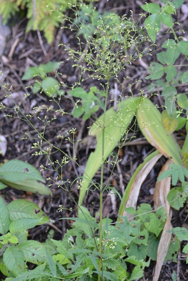 Pineland Valerian photo 5