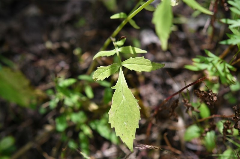 Pineland Valerian photo 6