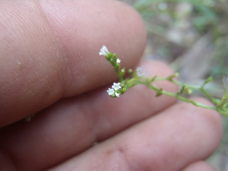 Pineland Valerian photo 7