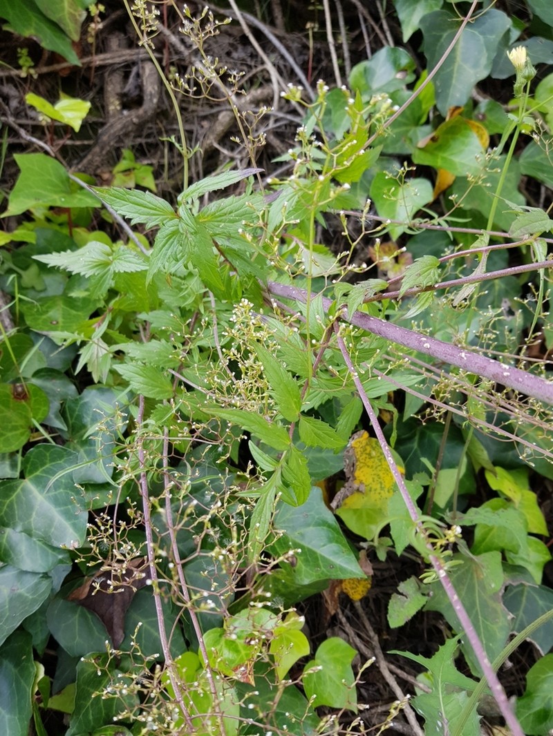 Pineland Valerian photo 8