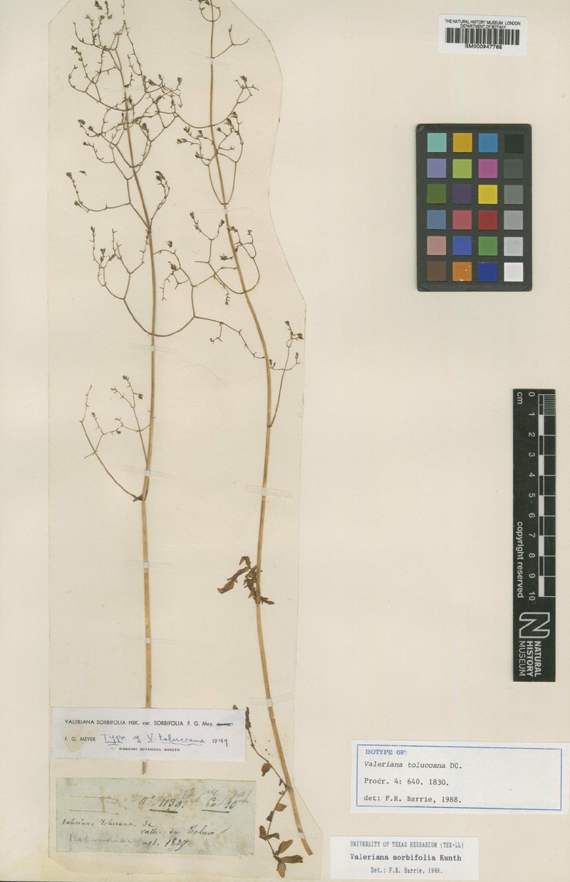 Valeriana sorbifolia var. sorbifolia