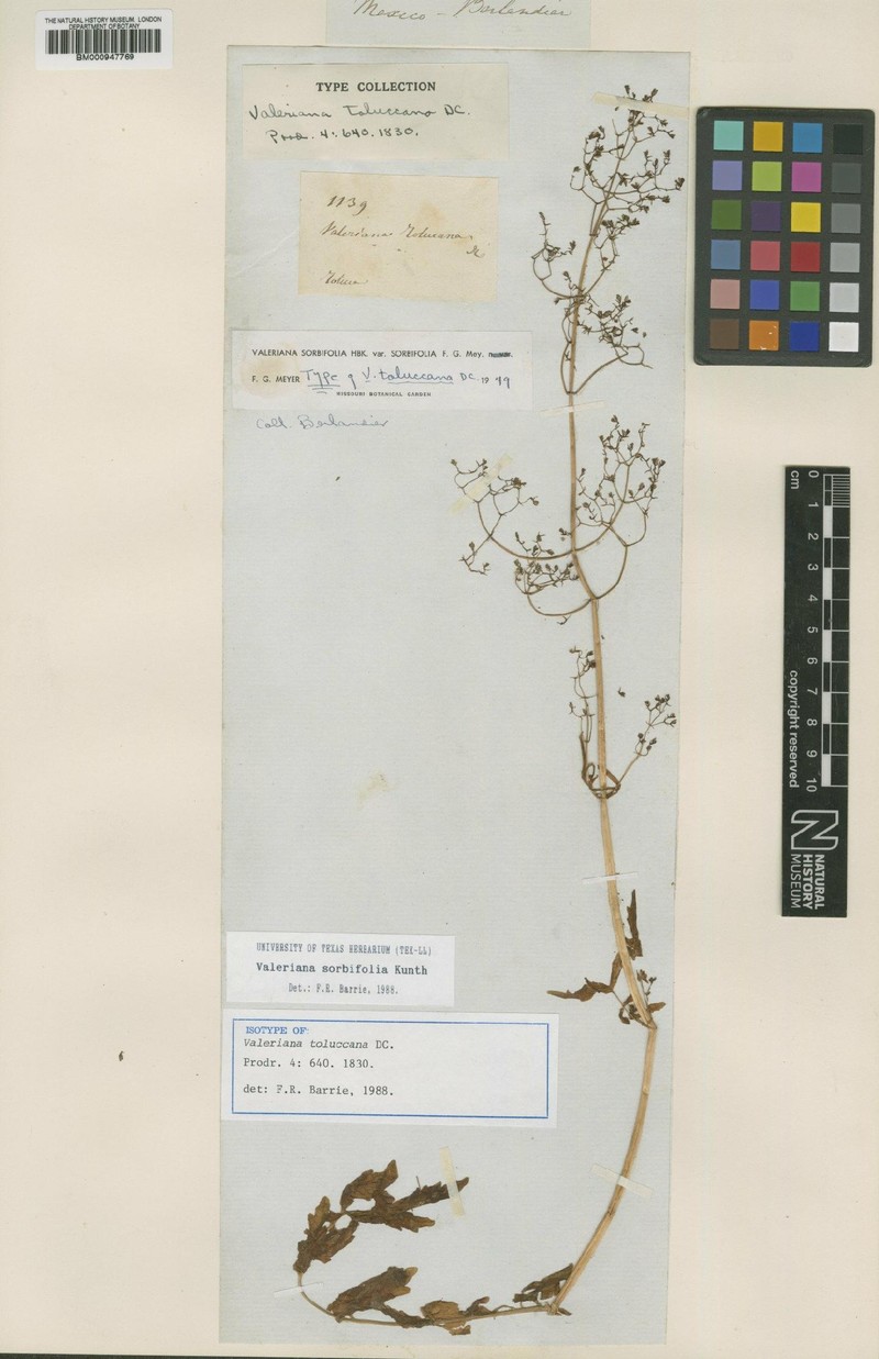 Valeriana sorbifolia var. sorbifolia photo 2