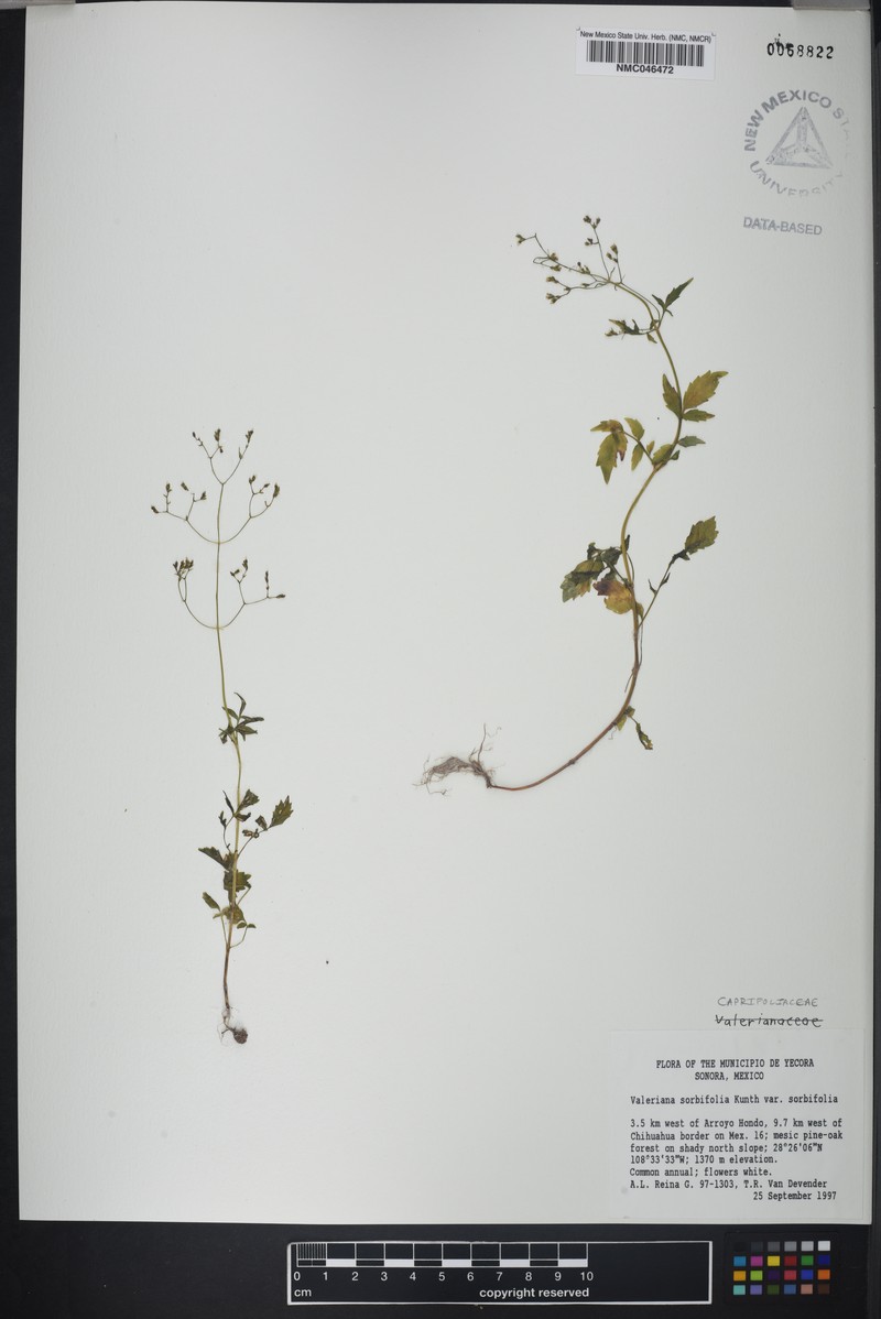 Valeriana sorbifolia var. sorbifolia photo 2