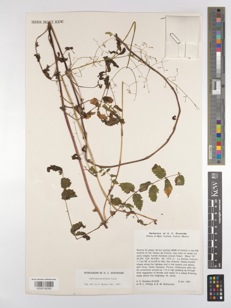 Valeriana sorbifolia var. sorbifolia photo 3