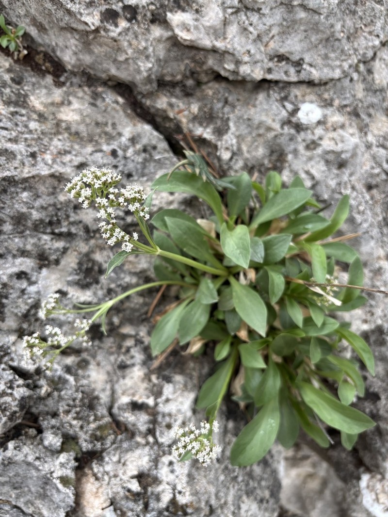 Guadalupe Valerian