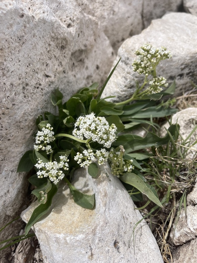 Guadalupe Valerian photo 2