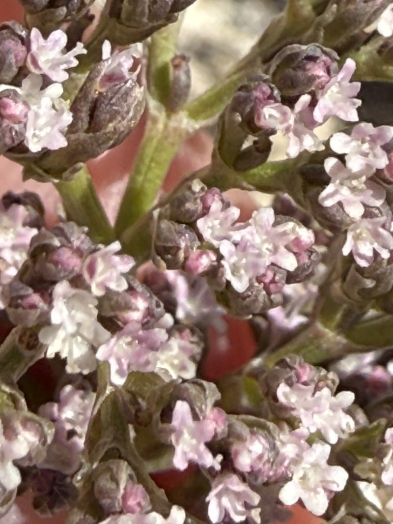 Guadalupe Valerian photo 3