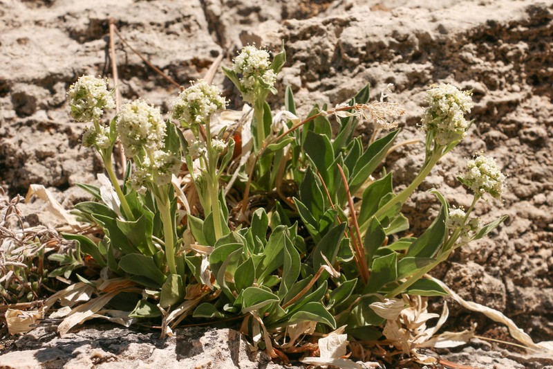 Guadalupe Valerian photo 4