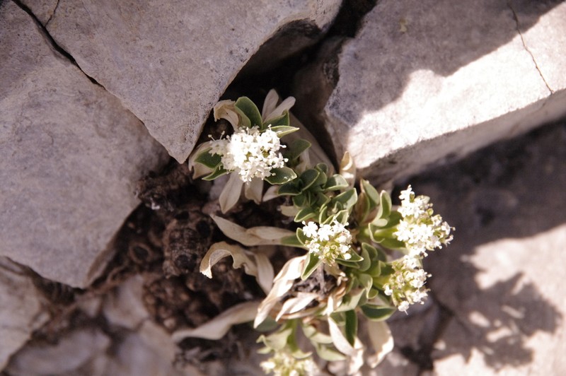 Guadalupe Valerian photo 5