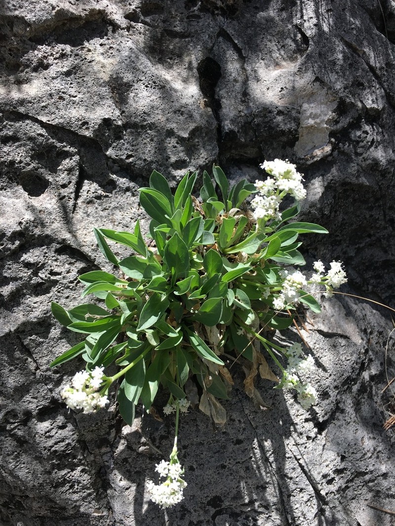 Guadalupe Valerian photo 6