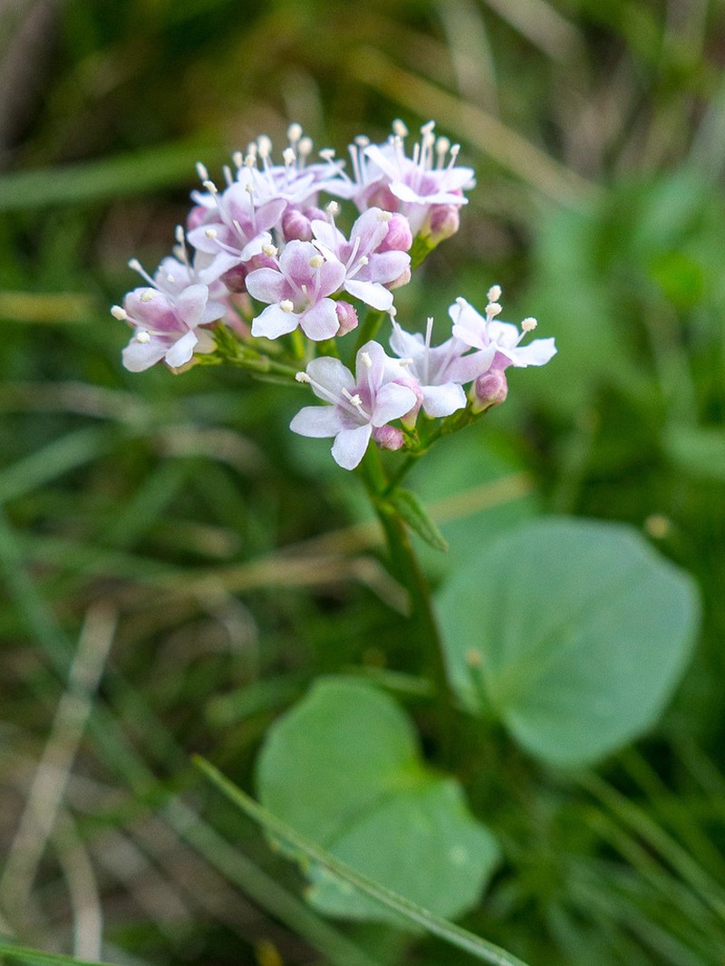 Valeriana tripartita