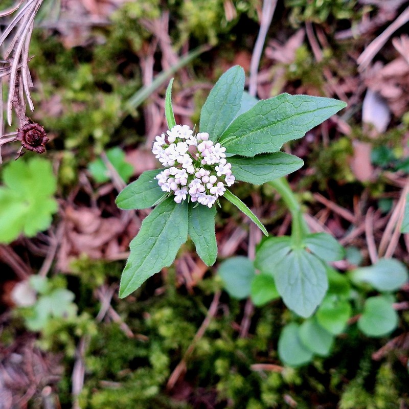 Valeriana tripteris subsp. austriaca