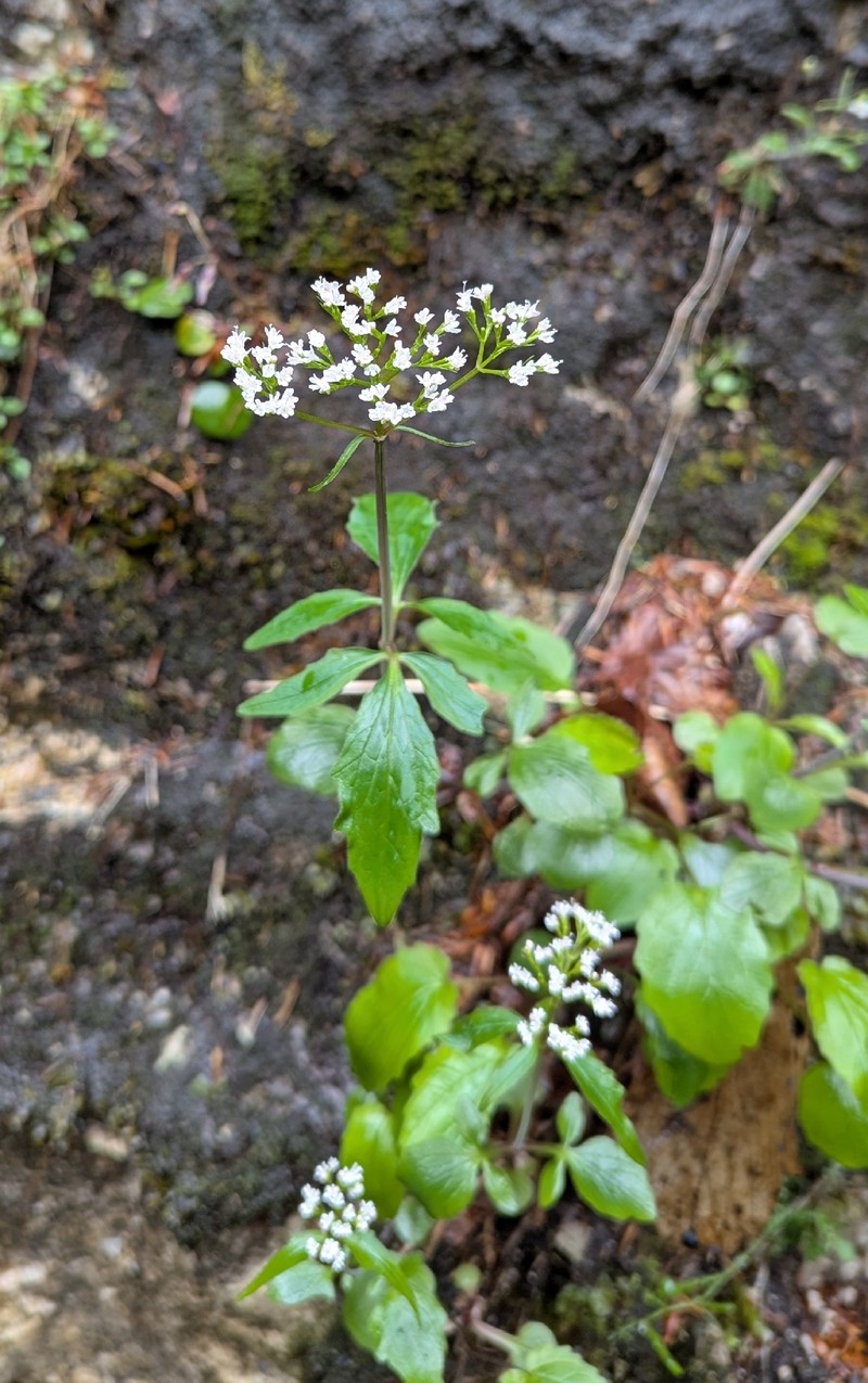 Valeriana tripteris subsp. austriaca photo 2