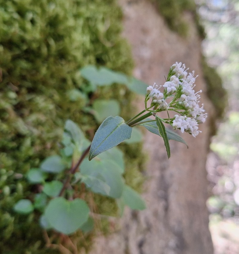 Valeriana tripteris subsp. austriaca photo 4