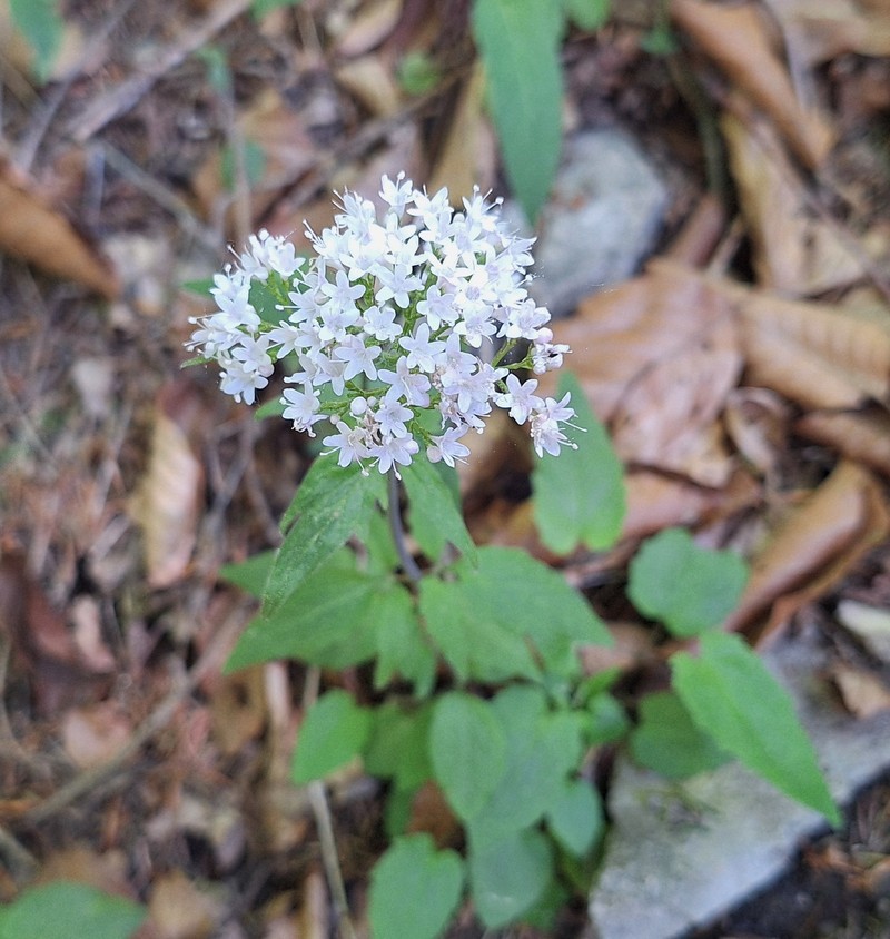 Valeriana tripteris subsp. tripteris photo 3