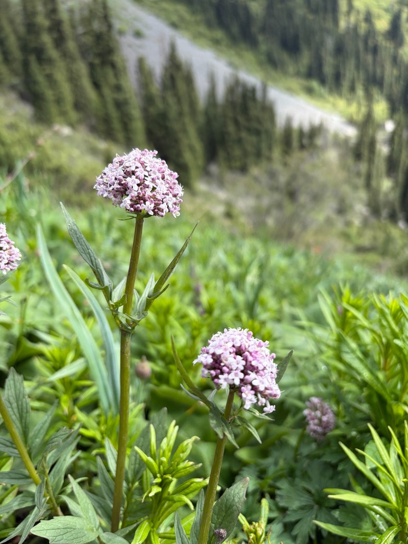 Valeriana turkestanica photo 2
