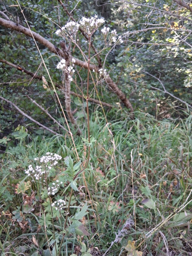 Valeriana turkestanica photo 3