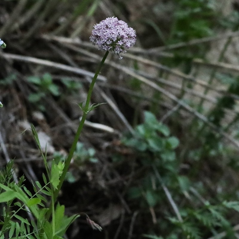 Valeriana turkestanica photo 4