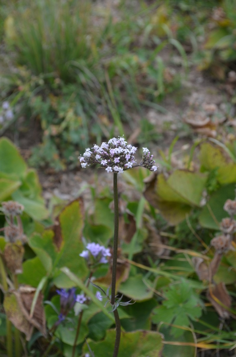Valeriana turkestanica photo 5