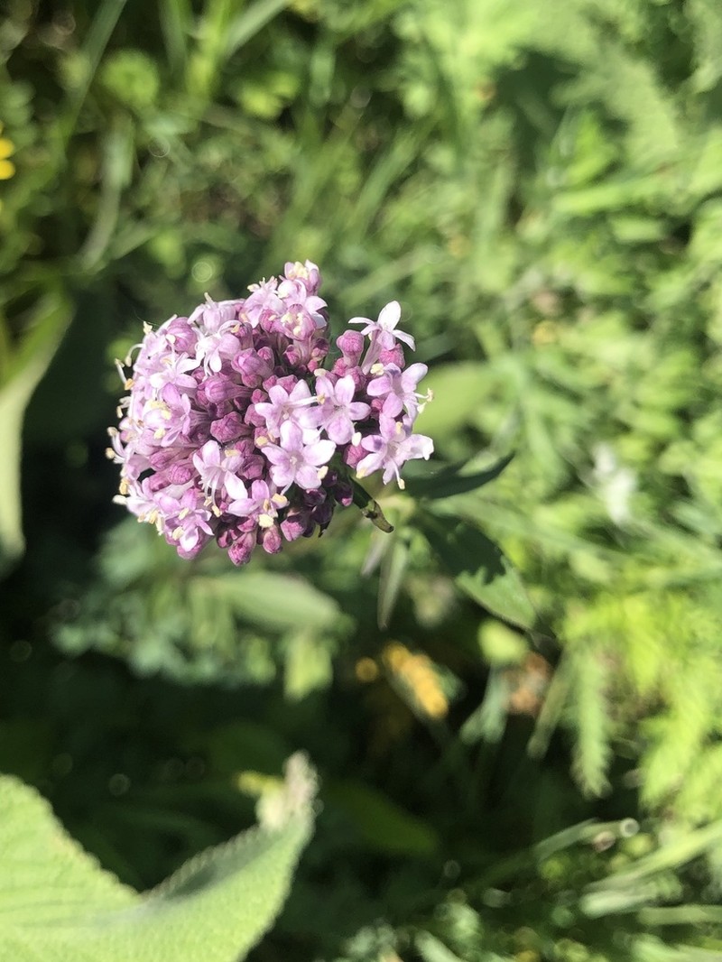 Valeriana turkestanica photo 6