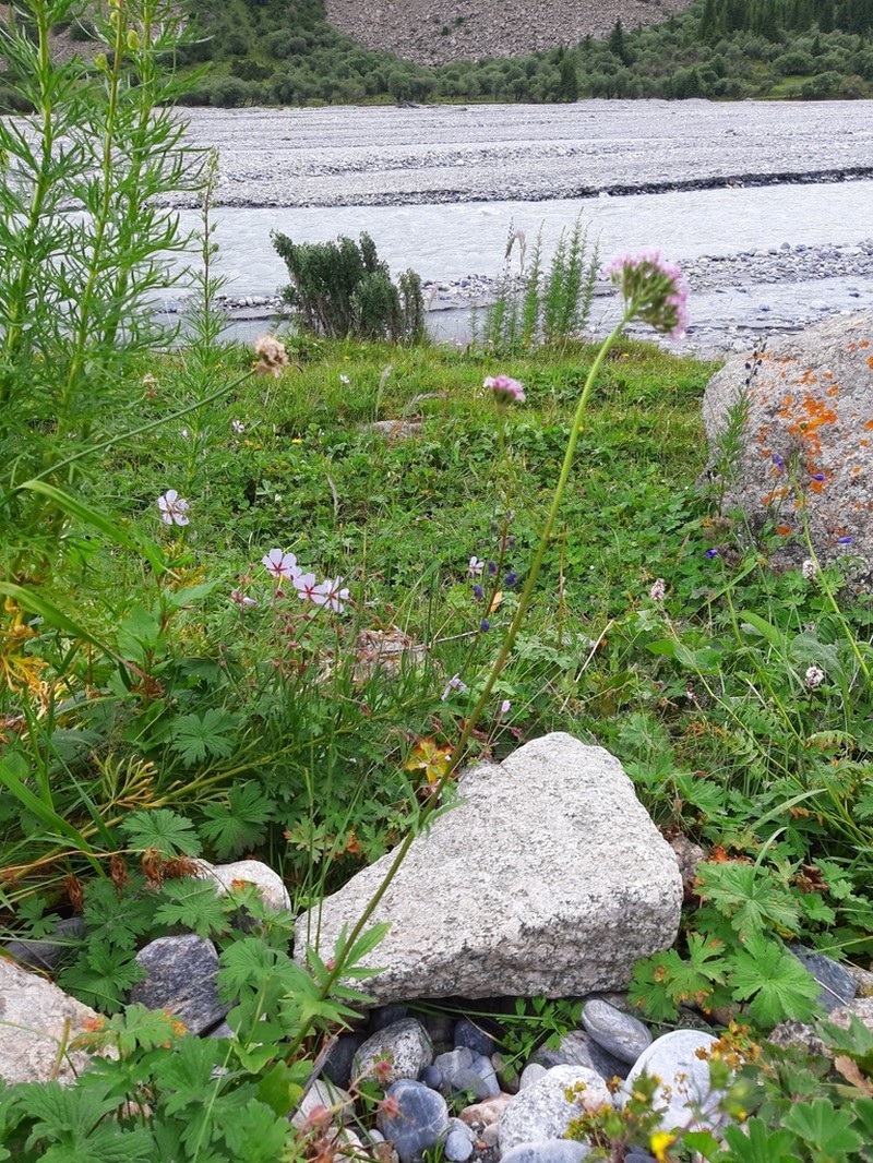 Valeriana turkestanica photo 7