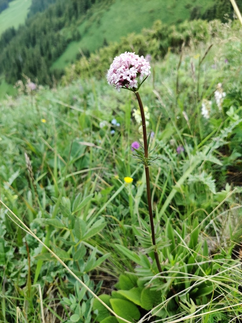 Valeriana turkestanica photo 8