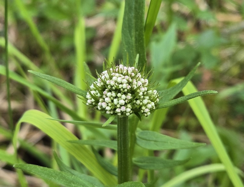 Mountain Valerian
