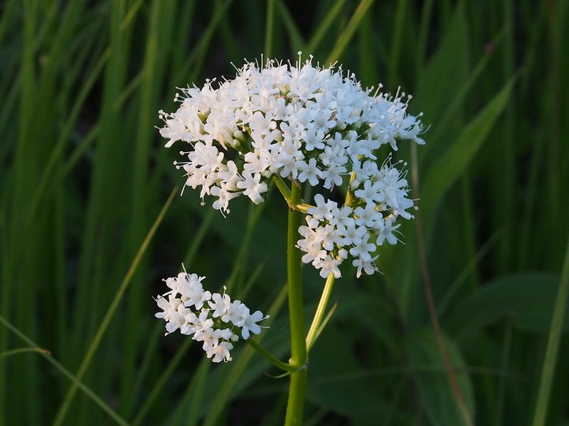 Mountain Valerian photo 2