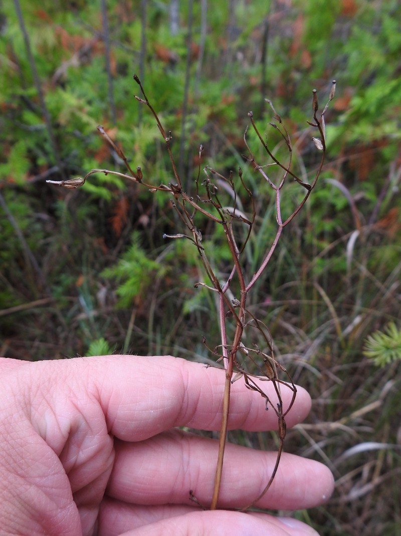Mountain Valerian photo 3