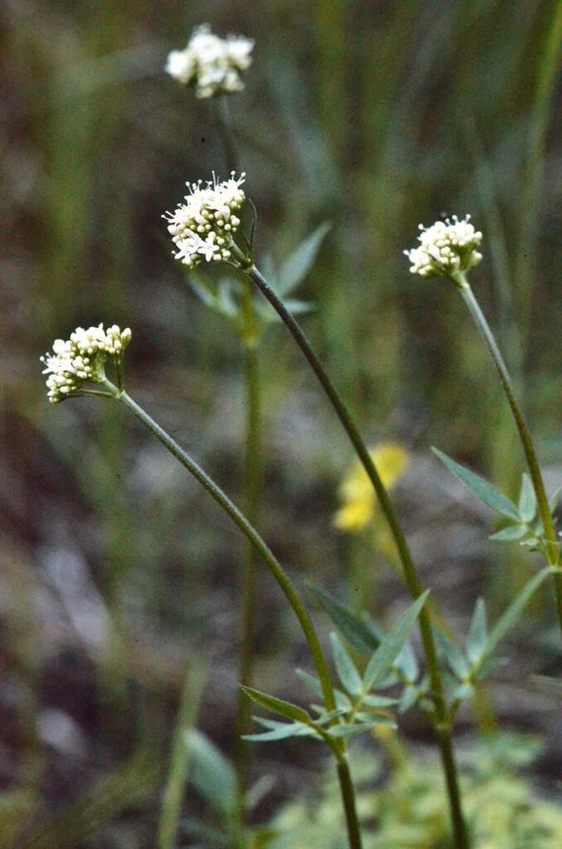 Mountain Valerian photo 4