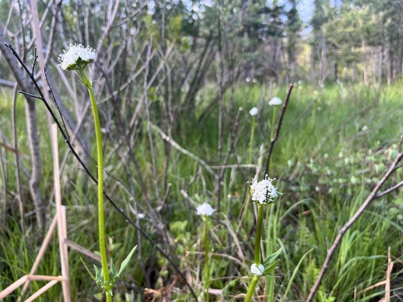 Mountain Valerian photo 5