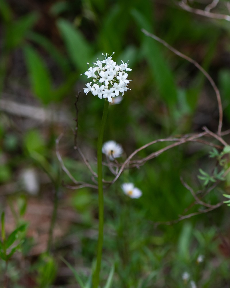 Mountain Valerian photo 6