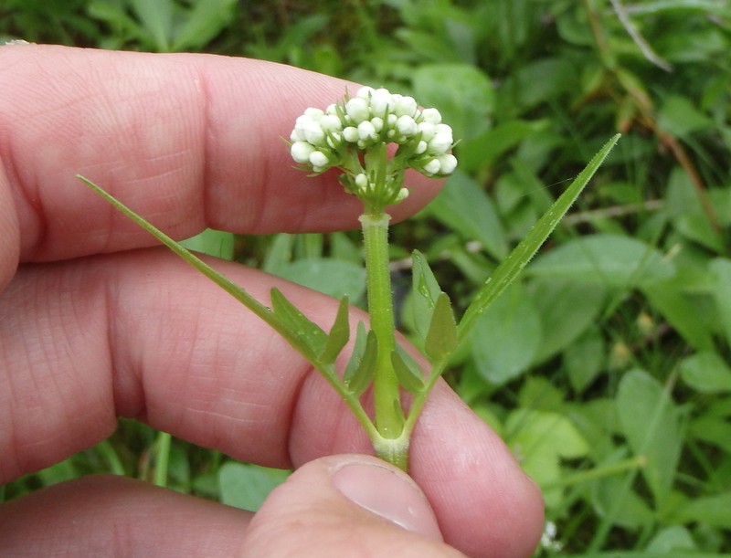 Mountain Valerian photo 7