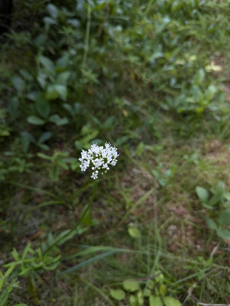 Mountain Valerian photo 8