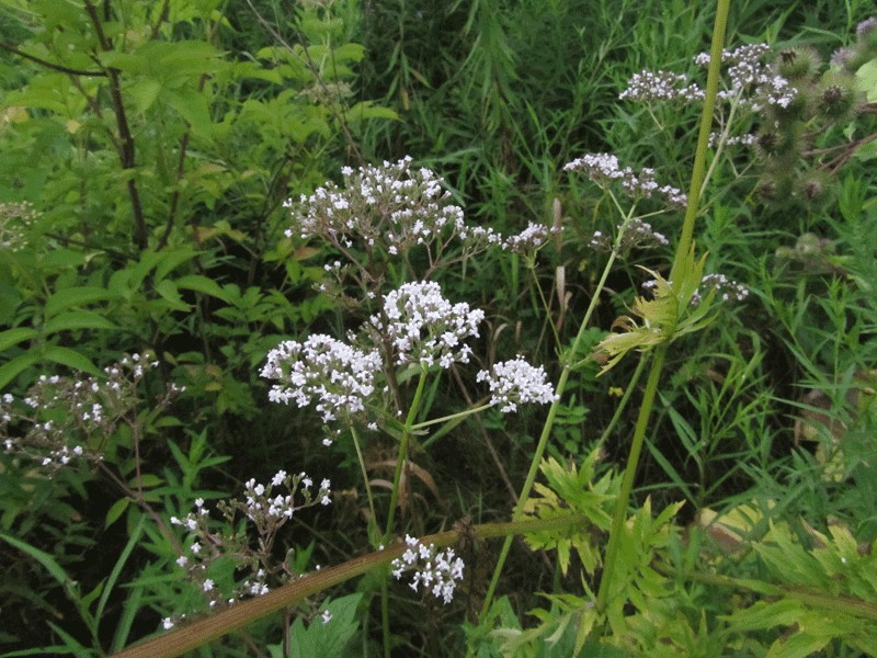 Mountain Valerian photo 4