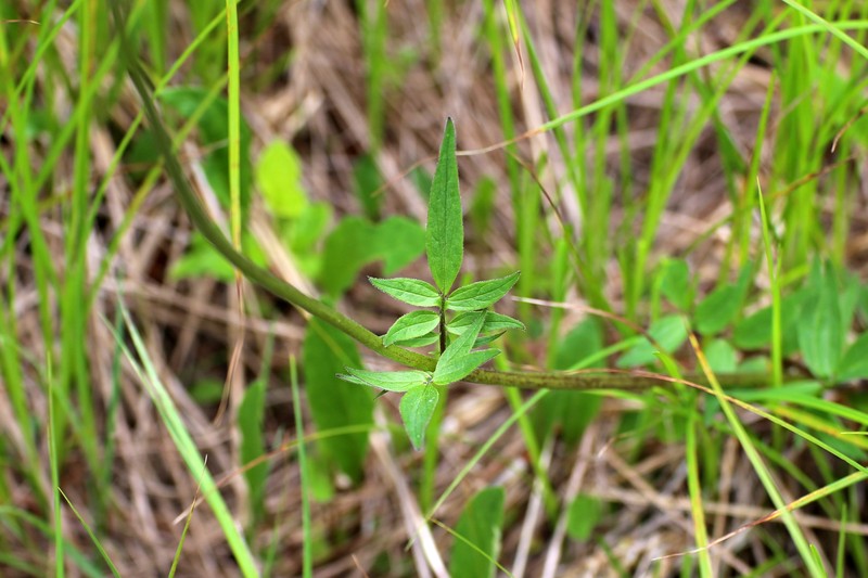 Mountain Valerian photo 2