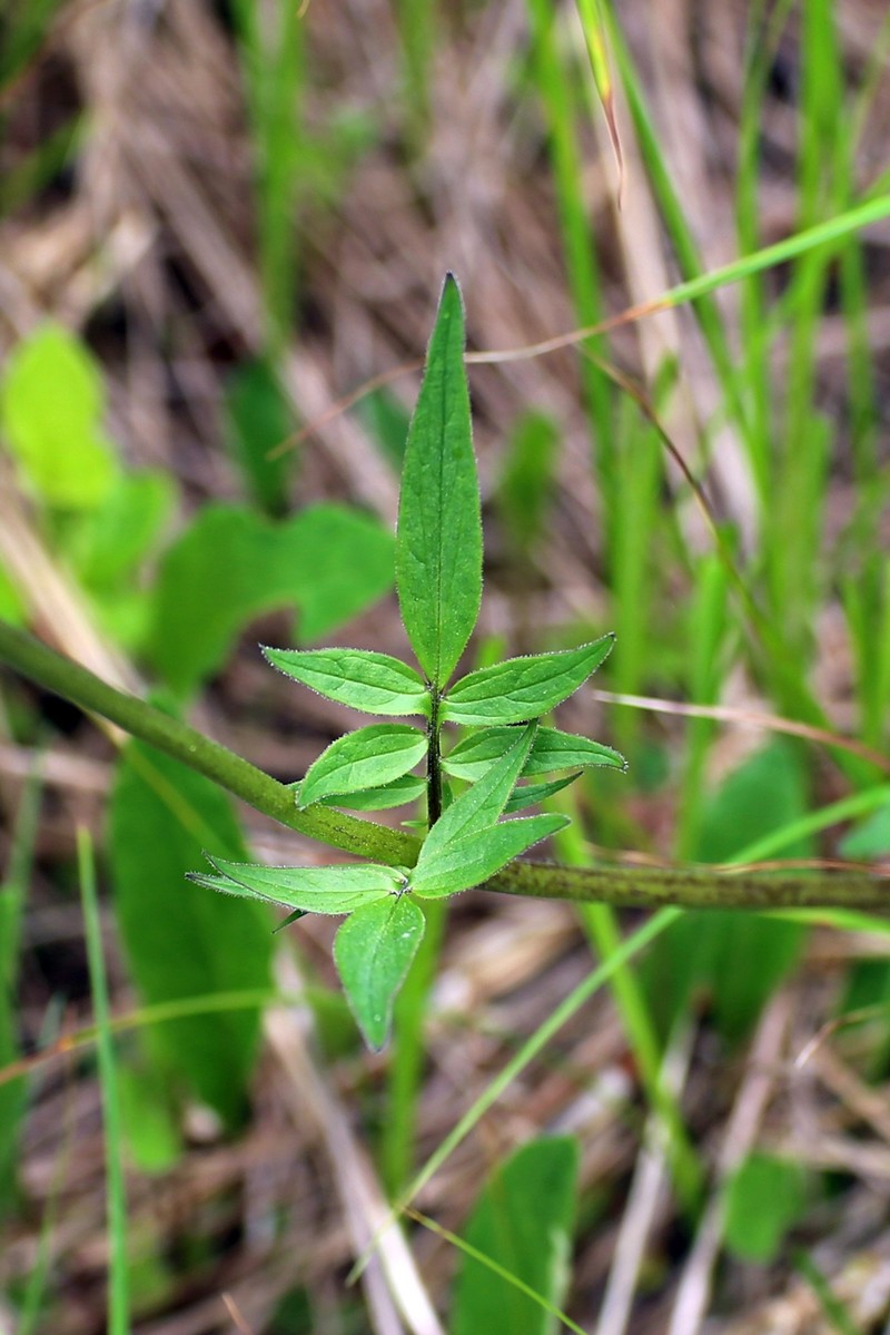 Mountain Valerian photo 3
