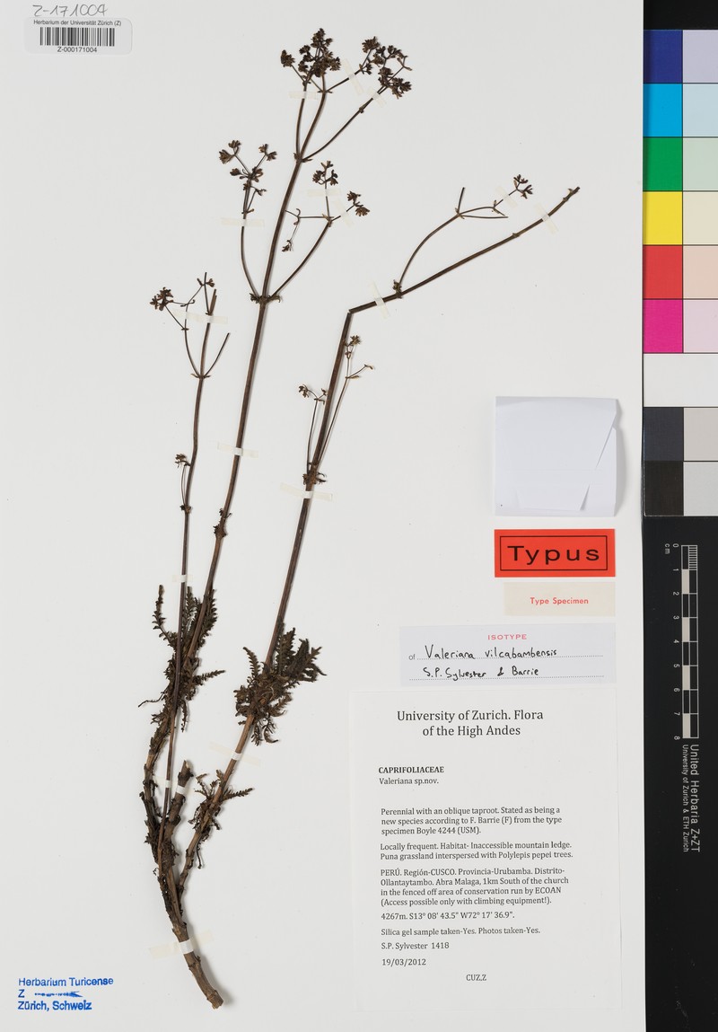 Valeriana vilcabambensis photo 2