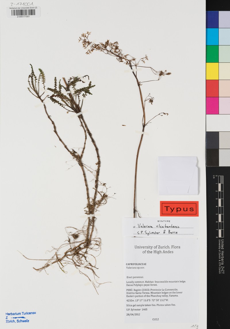 Valeriana vilcabambensis photo 3