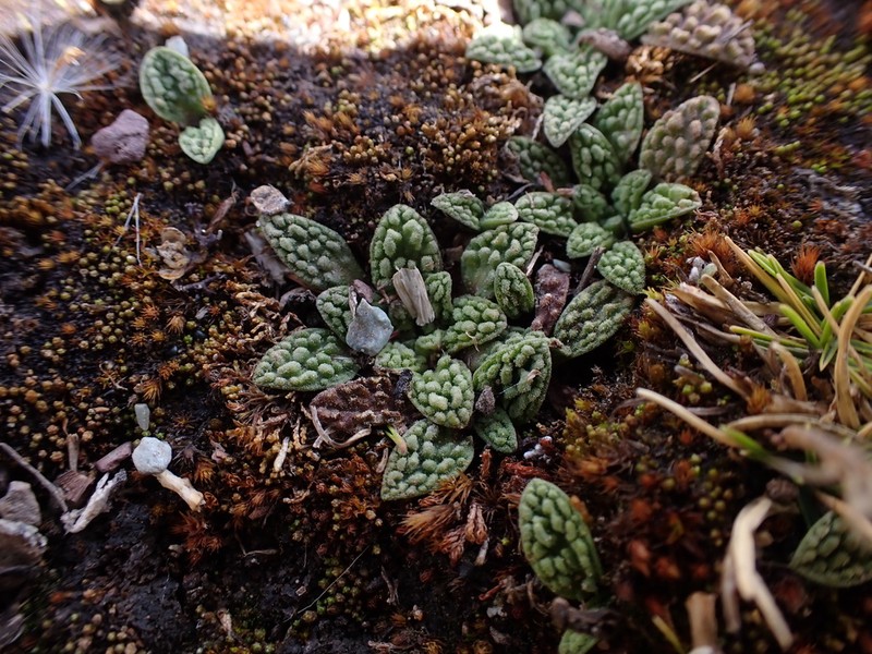 Valeriana wandae