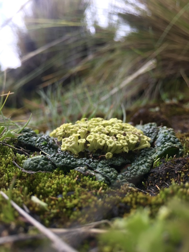 Valeriana wandae photo 2