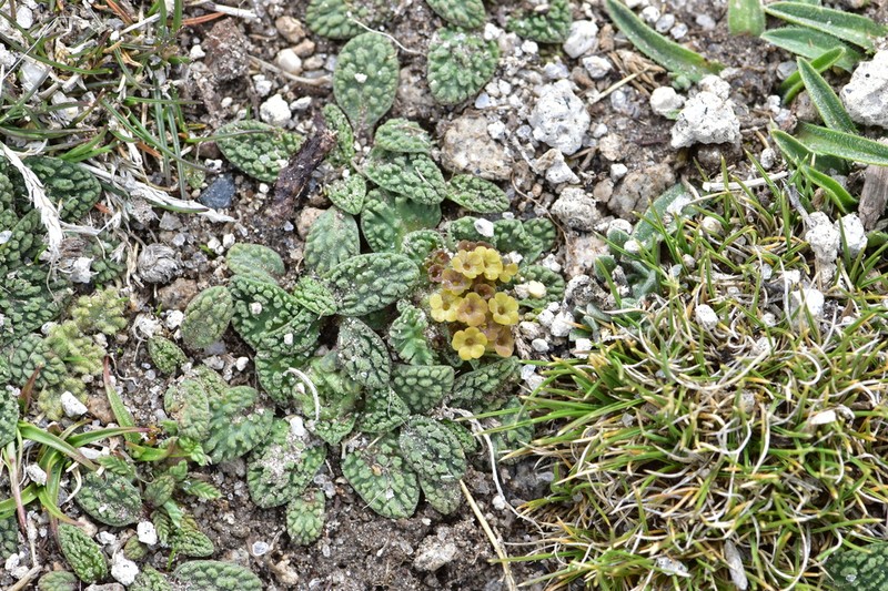 Valeriana wandae photo 3