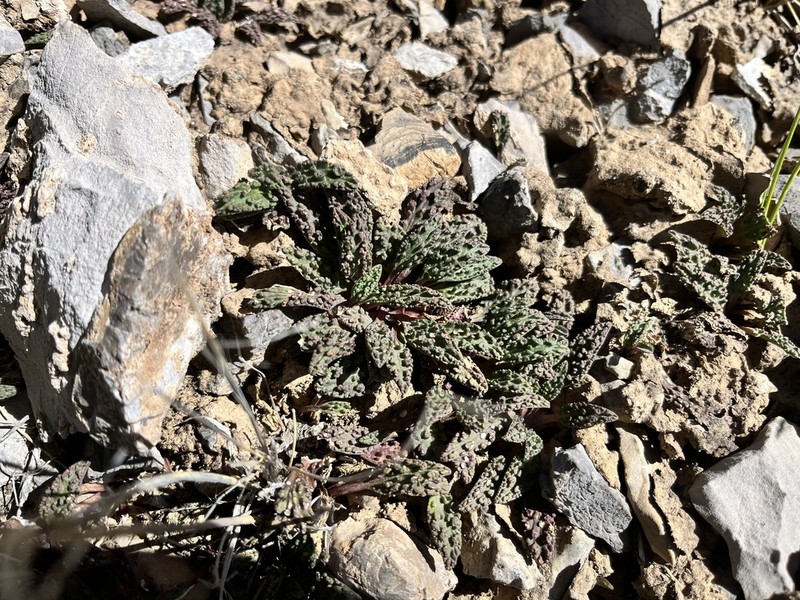 Valeriana wandae photo 5